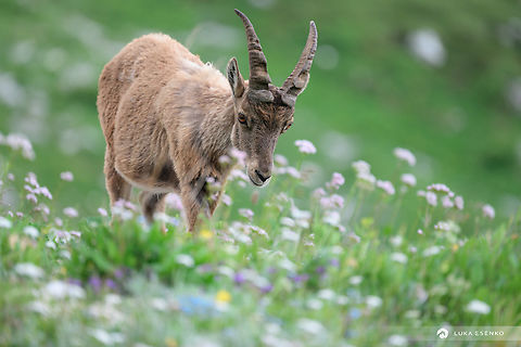 Summer pastures Alpine ibex grazing on the summer pastures in Julian Alps. Alpine Ibex,Capra ibex,Geotagged,Italy