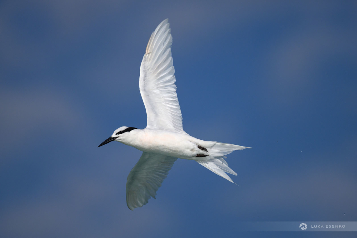 Black-naped Tern Black-naped Tern photographed in Komodo national park, Flores island, Indonesia.  Black-naped Tern,Black-naped tern,Geotagged,Indonesia,Sterna sumatrana,Winter,asia,flores,indonesia,sea,travel
