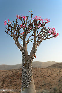 Bottle Tree with snail necklace I just returned from Socotra island. This is one of the first photos I edited, with many more to come. I love how these little snails created almost full cover of this little bottle tree. 

If someone can identify the snails, I would greatly appreciate it!  Adenium obesum,Adenium obesum (Desert rose),Bottle tree,Geotagged,Indian ocean,Socotra,Yemen