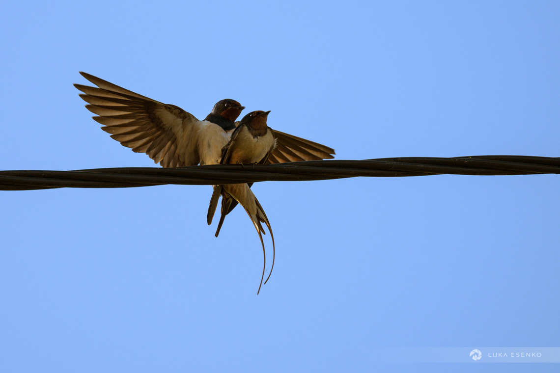 Love is in the air Barn swallows mating... This morning's catch :) Barn Swallow,Geotagged,Hirundo rustica,Slovenia