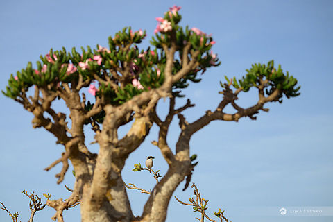 Socotra Grey Shrike I found this cheeky fellow at Homhil plateau at Socotra island on my last trip in March. In the foreground there is the famous bottle tree with blossoms, a quintessential Socotra scene :) Geotagged,Lanius meridionalis,Southern Grey Shrike,Spring,Yemen,arabian sea,indian ocean,island,midle east,socotra,travel,yemen