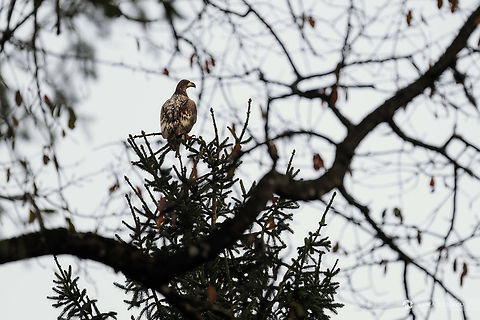 Lucky encounter I was in a forest in Central Slovenia with my family when we saw this amazing bird. I think h is juvenile, his tail is not white yet. Correct me if wrong. Thank you. Geotagged,Haliaeetus albicilla,Slovenia,White-tailed Eagle