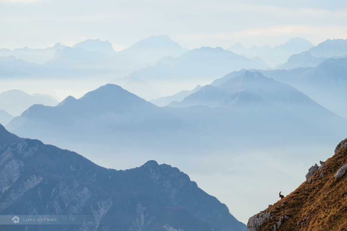The Observer Adult male Alpine ibex silhouetted against mountain layers. Italian Alps. Alpine Ibex,Capra ibex,Geotagged,Italy