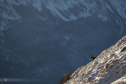 Alpine Ibex in Winter I photographed this young male ibex last week when we had first snow in the Alps. An amazing experience. What I like the most with this shot is the steam coming from his breath. 

I even recorded a vlog so if you are interested in BTS of this shot, here it is. Thank you!
https://youtu.be/e80p8TJwgA4 Alpine Ibex,Capra ibex,Geotagged,Italy
