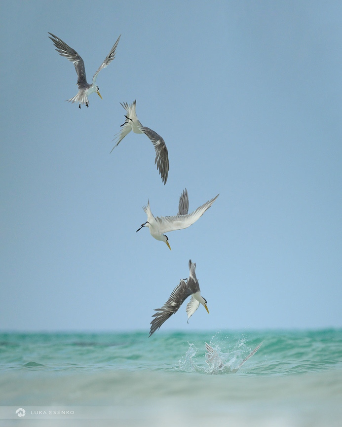 Caspian Tern Diving This was such a pleasant time! Sitting in a warm sea on a sandy beach at Arher dunes on Socotra island. And watching and photographing sea birds. There were numerous terns flying by, all I had to do is wait for the moment and shoot. <br />
<br />
This image is stiched out of five photos, shot in burst to show the whole sequence... Caspian tern,Geotagged,Hydroprogne caspia,Spring,Yemen,arabian sea,indian ocean,island,midle east,socotra,travel,yemen
