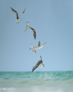 Caspian Tern Diving This was such a pleasant time! Sitting in a warm sea on a sandy beach at Arher dunes on Socotra island. And watching and photographing sea birds. There were numerous terns flying by, all I had to do is wait for the moment and shoot. 

This image is stiched out of five photos, shot in burst to show the whole sequence... Caspian tern,Geotagged,Hydroprogne caspia,Spring,Yemen,arabian sea,indian ocean,island,midle east,socotra,travel,yemen