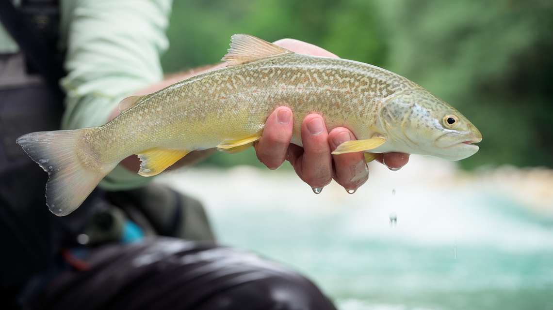 Marble Trout There is no marble trout on the list of species so I added it as a brown trout, which is also native to Slovenia.<br />
<br />
If you are interested in fly fishing, check out my new video, where I joined my friend Uro&scaron; who is a professional fly fishing guide in Slovenia. <br />
<br />
<section class="video"><iframe width="448" height="282" src="https://www.youtube-nocookie.com/embed/dVuJe5g8RJo?hd=1&autoplay=0&rel=0" frameborder="0" allowfullscreen></iframe></section> Brown trout,Geotagged,Salmo marmoratus,Salmo trutta,Slovenia