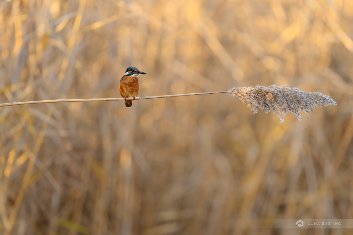 Balance This female common kingfisher landed on upright reed and it bent under her weight. She didn&#039;t mind a little bit of swinging and waited until it was still. So much fun.<br />
<br />
 Alcedo atthis,Common Kingfisher,Geotagged,Hungary