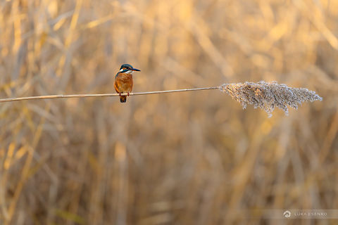 Balance This female common kingfisher landed on upright reed and it bent under her weight. She didn't mind a little bit of swinging and waited until it was still. So much fun.

 Alcedo atthis,Common Kingfisher,Geotagged,Hungary