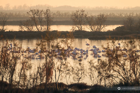 Fenicottero Rosa A flock of greater flamingos in the Po river lagoon. In Italian they are called fenicottero rosa and they are quite common in the lagoons of Northern Italy. One can usually find them in river mouths of Po, Isonzo, Brenta and Adige rivers among other places.  Geotagged,Greater flamingo,Italy,Phoenicopterus roseus