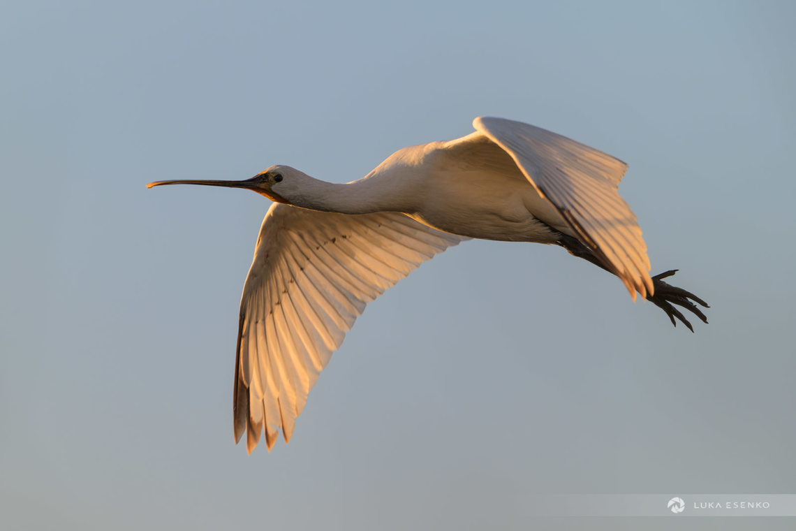 Eurasian Spoonbill Quite rare encounter in my part of the world! I've only seen them in Croatia once, but wasn't able to photograph them. This time in Comacchio region I got lucky as this one flew right above me! Eurasian Spoonbill,Geotagged,Italy,Platalea leucorodia