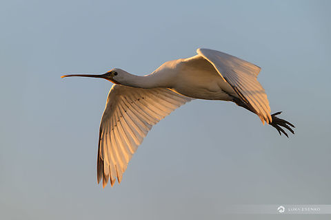 Eurasian Spoonbill Quite rare encounter in my part of the world! I've only seen them in Croatia once, but wasn't able to photograph them. This time in Comacchio region I got lucky as this one flew right above me! Eurasian Spoonbill,Geotagged,Italy,Platalea leucorodia