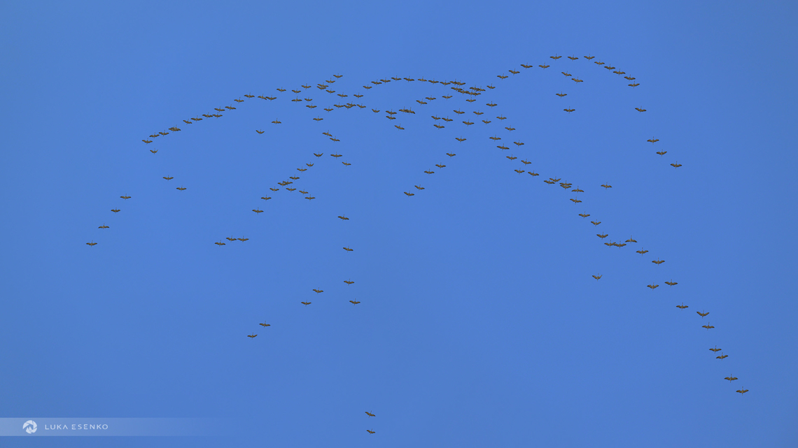 Going North! A flock of about 167 common cranes flying above my home in Ljubljana. <br />
<br />
Initially I uploaded this image to ChatGPT asking to count the birds. The answer was 127. Sometimes, manual methods are still better :D Common Crane,Geotagged,Grus grus,Slovenia,Winter