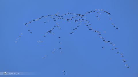 Going North! A flock of about 167 common cranes flying above my home in Ljubljana. 

Initially I uploaded this image to ChatGPT asking to count the birds. The answer was 127. Sometimes, manual methods are still better :D Common Crane,Geotagged,Grus grus,Slovenia,Winter
