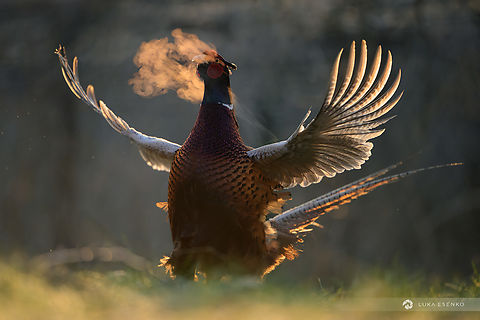 Show off This male common pheasant is a regular visitor to my bird feeder at home in Ljubljana. Every morning he is around and feeding with what falls to the ground. He is not shy at all - when I come to fill the feeder, he simply walks away to the corner of the garden and when I leave, he is back within minutes. So I placed my hide tent close by to photograph it. This shot was made this morning, my second day in the hide. The biggest challenge was the background - there is a wired fence behind him and when he was too close, the wires made an ugly background. And when he was too close, I inevitably cut off his wings or tail. And most of the time, he was turned away from me. So this is the only shot where I managed to get him in the right spot, right angle and I didn't cut his wings. And the steam out of his beak is just a cherry on the cake :)  Common Pheasant,Geotagged,Phasianus colchicus,Slovenia,Winter
