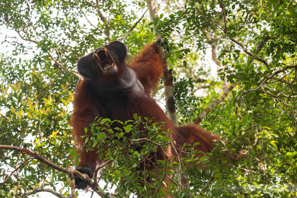 Jacob, the Orangutan Meet Jacob, the alpha male of Camp Leakey research centre in Tanjung Puting national park, Indonesia.<br />
<br />
In the photo, it appears he let out a majestic roar - he was silently displaying, or perhaps even yawning. All the other orangutans patiently waited for him to get off the tree, start feeding, and walk away so they could go to the feeding station.  Bornean orangutan,Geotagged,Indonesia,Pongo pygmaeus,Summer,borneo,indonesia,kalimatan,national park,nature,tanjung puting