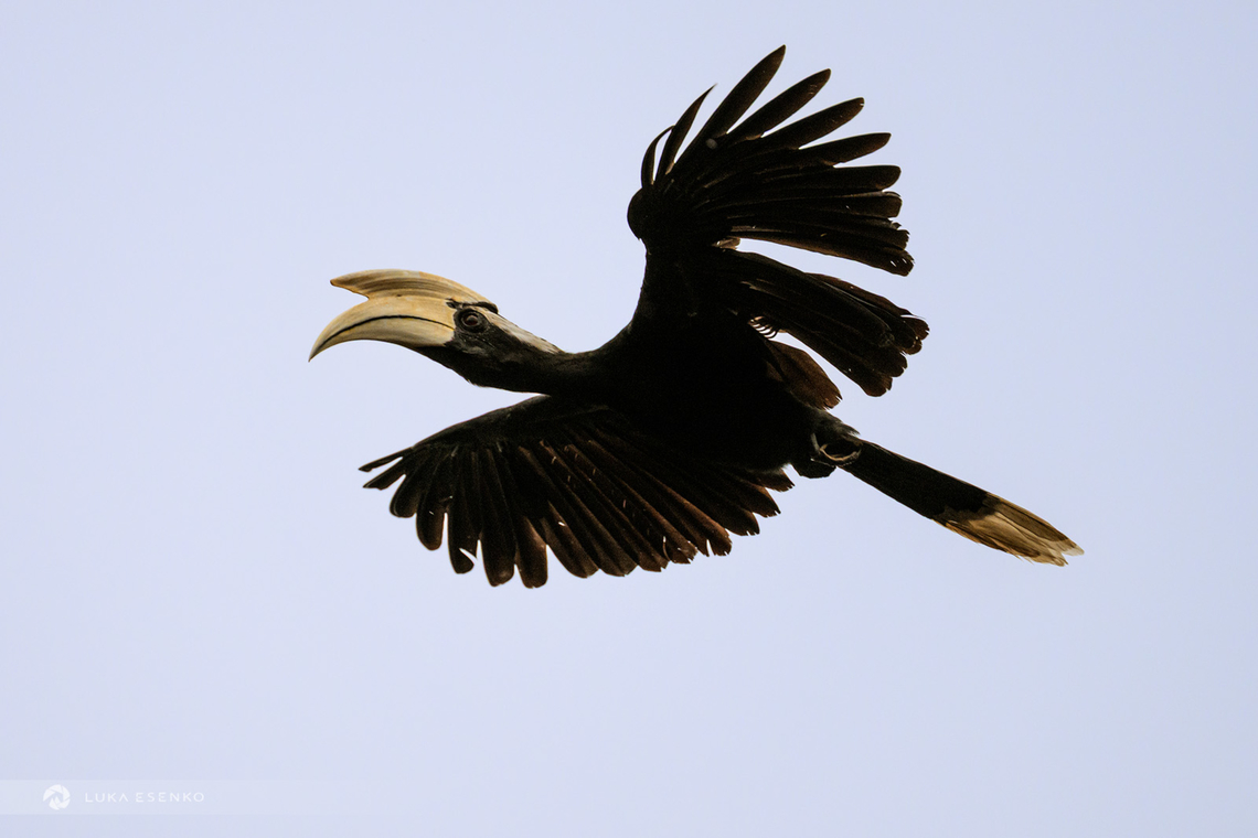 Black Hornbill I photographed this wonderful bird when it was flying across the Sekonyer River in Tanjung Puting National Park in Borneo, Indonesia.  Anthracoceros malayanus,Black Hornbill,Geotagged,Indonesia,Summer,asia,indonesia,photo tour,photography tour,travel