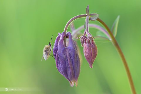 Bee-Fly and the Common Columbine I hope I identified the fly correctly. If not, please let me know :) Thank you! Bombylius major,Geotagged,Large Bee-fly,Slovenia