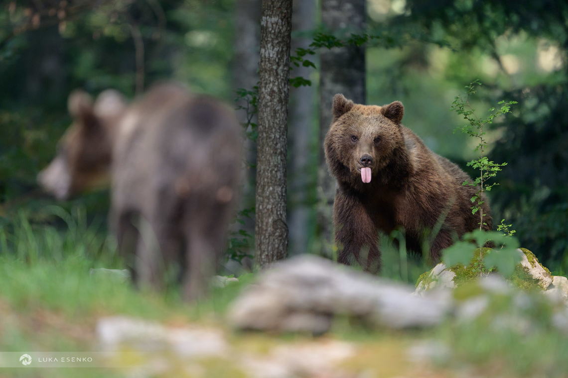 Cheeky A brown bear mother showing her playful side. In front, it&#039;s her second-year cub. Photographed in Slovenia, from a bear hide.  Brown Bear,Eurasian brown bear,Geotagged,Slovenia,Ursus arctos,Ursus arctos arctos