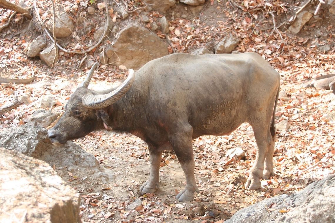 Buffalo weakened by Komodo bite Buffalo weakened by Komodo Dragon&#039;s bites. Probably the last day of his life. Asia,Buffalo,Indonesia,Komodo Dragon,Rinca