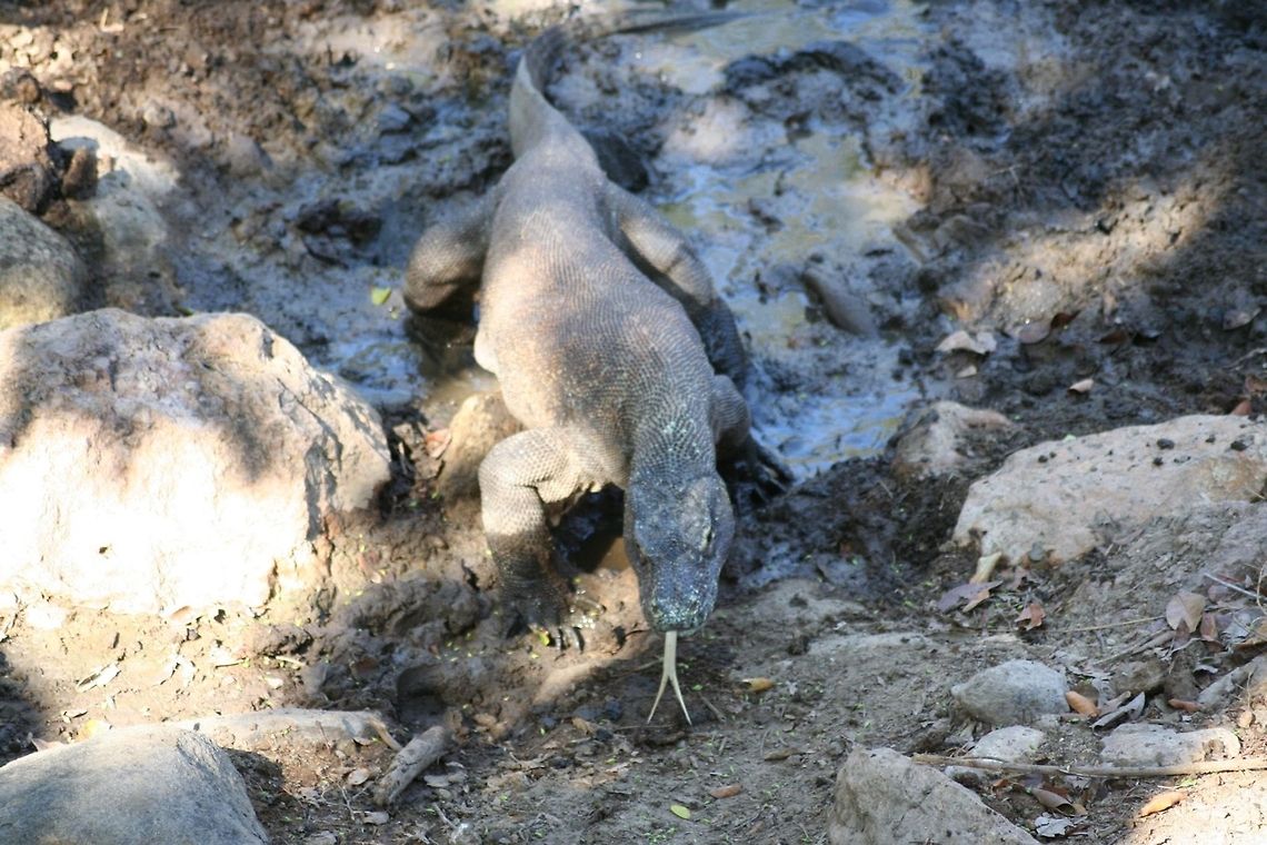 Ahh.. It's coming straight at us Komodo dragon coming straight at us. Look at it&#039;s tongue. <br />
Rinca, indonesia Asia,Indonesia,Komodo Dragon,Komodo dragon,Rinca,Varanus komodoensis