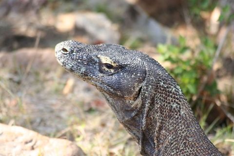 Close-up of komodo dragon Closeup of the head of a Komodo Dragon in Indonesia. Asia,Indonesia,Komodo Dragon,Komodo dragon,Rinca,Varanus komodoensis