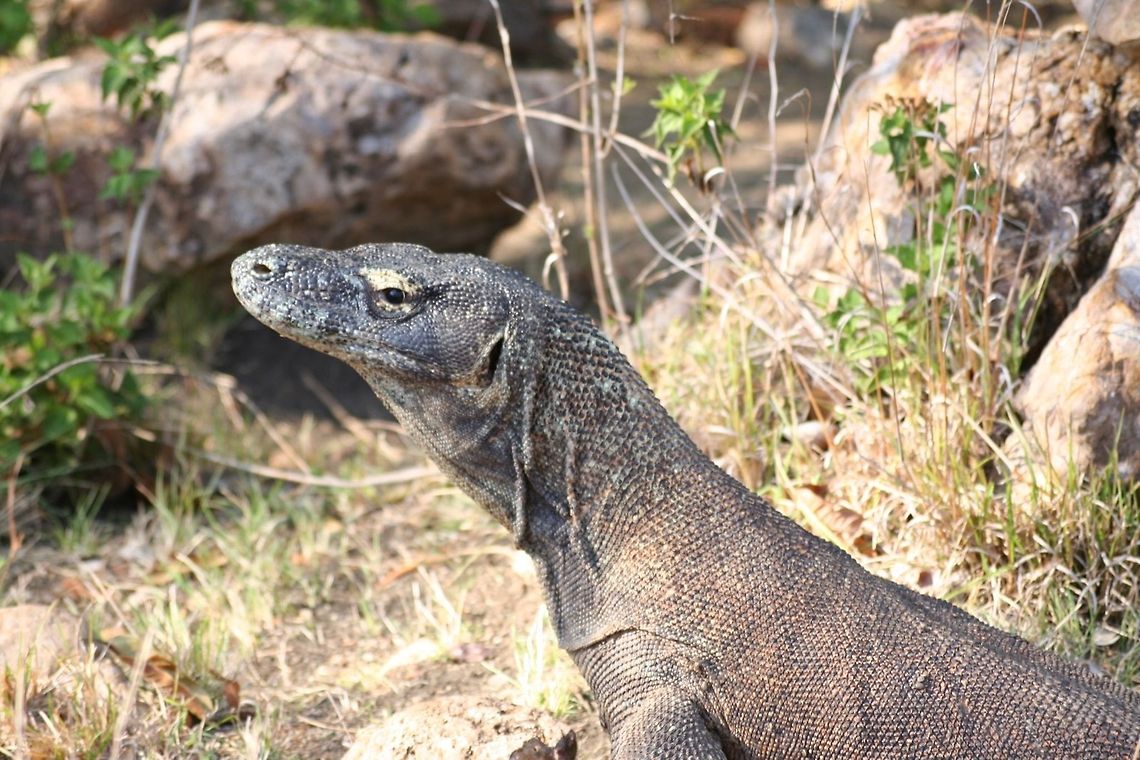 Komodo dragon from the side Sideview of a Komodo Dragon in Indonesia. Asia,Indonesia,Komodo Dragon,Komodo dragon,Rinca,Varanus komodoensis
