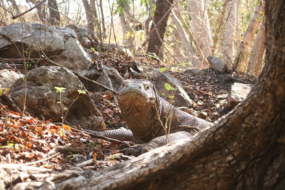 Komodo Dragon Peek-a-boo A Komodo Dragon peeks around a tree towards the camera in Indonesia. Asia,Indonesia,Komodo Dragon,Komodo dragon,Rinca,Varanus komodoensis