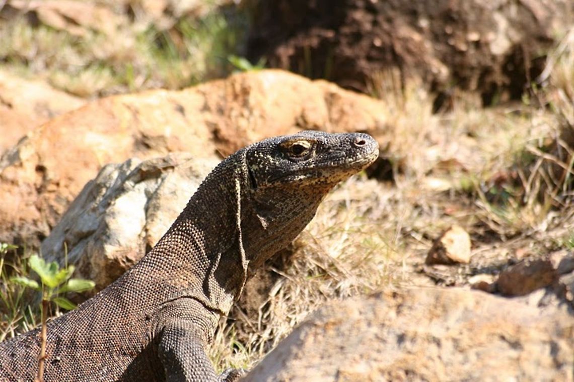 Komodo dragon Sideview of a Komodo Dragon in Indonesia. Asia,Indonesia,Komodo Dragon,Komodo dragon,Rinca,Varanus komodoensis