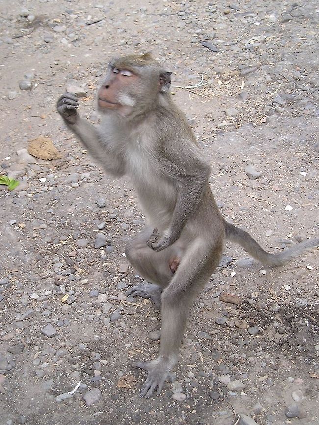 Monkey enjoying a peanut These monkeys lived in the wild, but were so accustomed to humans and used to being fed. Asia,Crab-eating macaque,Indonesia,Lombok,Macaca fascicularis,Mammalia,Monkeys