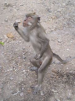 Monkey enjoying a peanut These monkeys lived in the wild, but were so accustomed to humans and used to being fed. Asia,Crab-eating macaque,Indonesia,Lombok,Macaca fascicularis,Mammalia,Monkeys