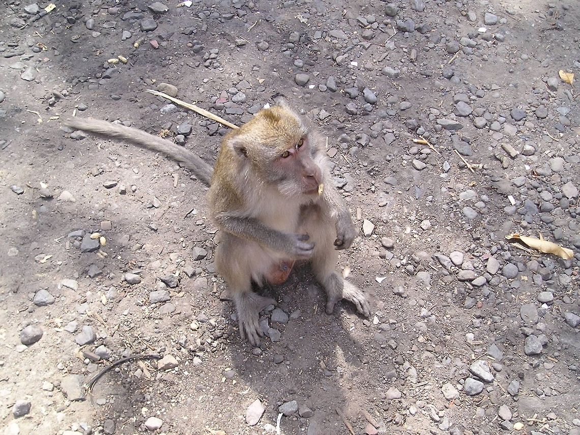 Macaque begging: come on hurry up.. give me that Greedy macaque monkey begging for food in Indonesia. Asia,Crab-eating macaque,Indonesia,Lombok,Macaca fascicularis,Mammalia,Monkeys