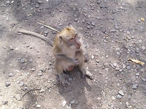 Macaque begging: come on hurry up.. give me that Greedy macaque monkey begging for food in Indonesia. Asia,Crab-eating macaque,Indonesia,Lombok,Macaca fascicularis,Mammalia,Monkeys