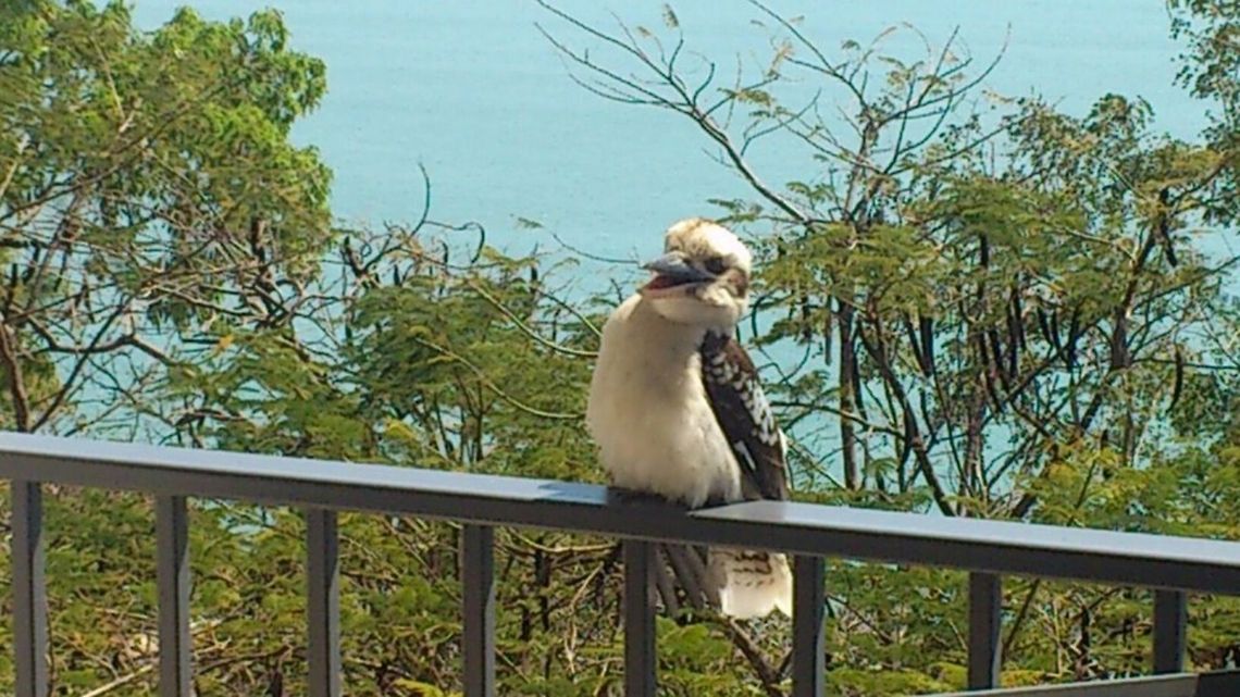 Laughing Kookaburra This Laughing Kookaburra was a guest on my balcony Australia,Birds,Geotagged,Laughing Kookaburra