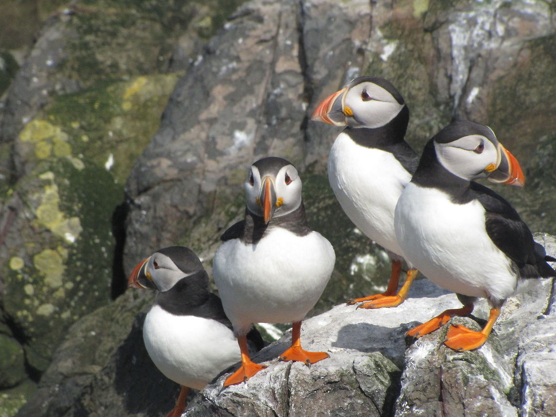 Family of Puffins  Atlantic Puffin,Fratercula arctica