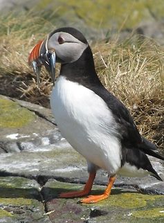 A tasty mouthful A puffin carrying home a mouthful of sand eels Atlantic Puffin,Fratercula arctica