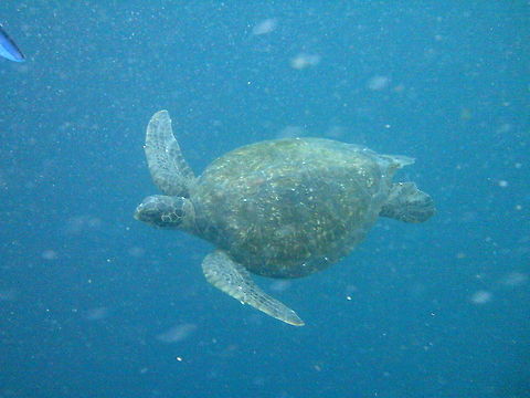 PTDC0216  Chelonia mydas,Green sea turtle
