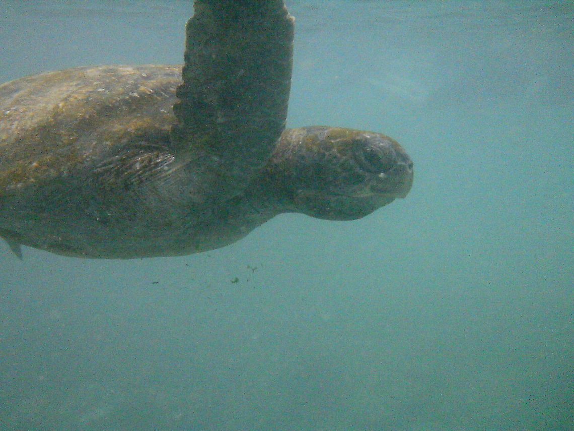 PTDC0347  Chelonia mydas,Green sea turtle