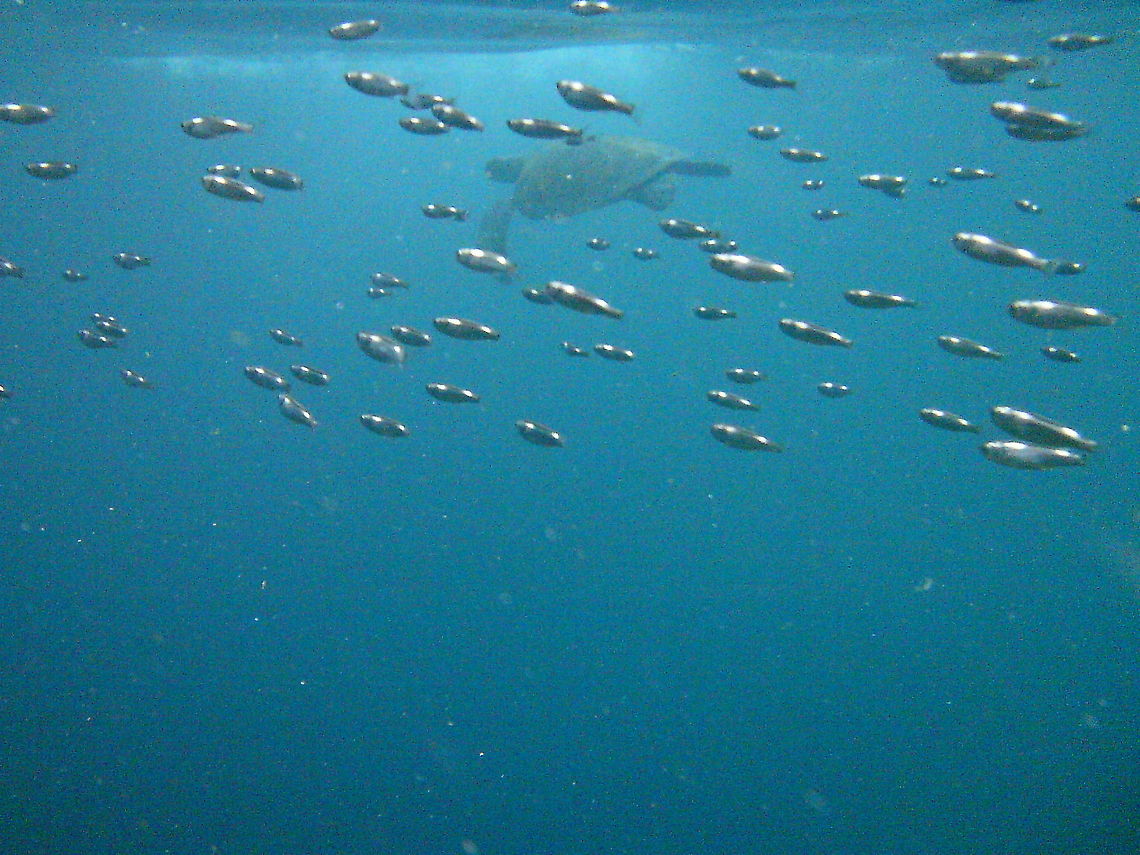 Turtle camouflage  Chelonia mydas,Green sea turtle