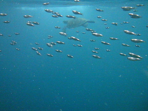Turtle camouflage  Chelonia mydas,Green sea turtle