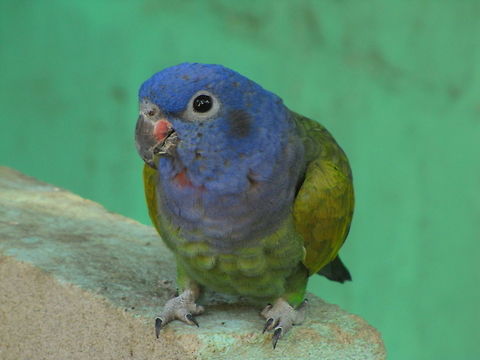 Blue-headed Parrot  Blue-headed Parrot,Pionus menstruus
