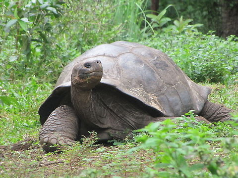 Tortoise  Chelonoidis nigra,Galápagos tortoise