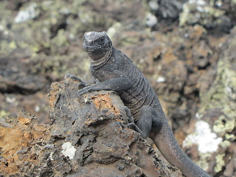 IMG_4913  Amblyrhynchus cristatus,Marine iguana