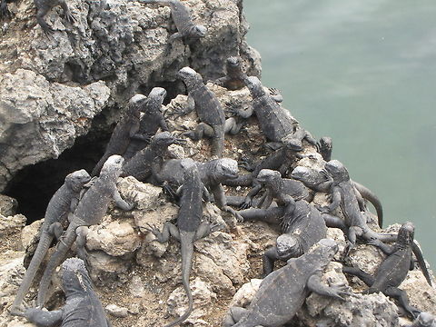 IMG_4911  Amblyrhynchus cristatus,Marine iguana