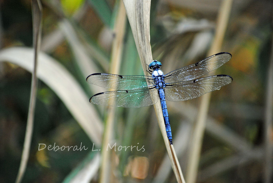 Blue dragonfly at Alligator River National Wildlife Refuge This dragonfly was enjoying some downtime at the Alligator River National Wildlife Refuge. Great Blue Skimmer,Insects,Libellula vibrans,dragonflies,wildlife
