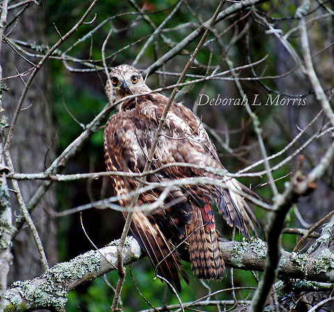 Red Tailed Hawk at Alligator River National Wildlife Refuge This Red Tailed Hawk was an amazing find at the Alligator River National Wildlife Refuge. Bird of prey,Birds,Red-tailed hawk,wildlife