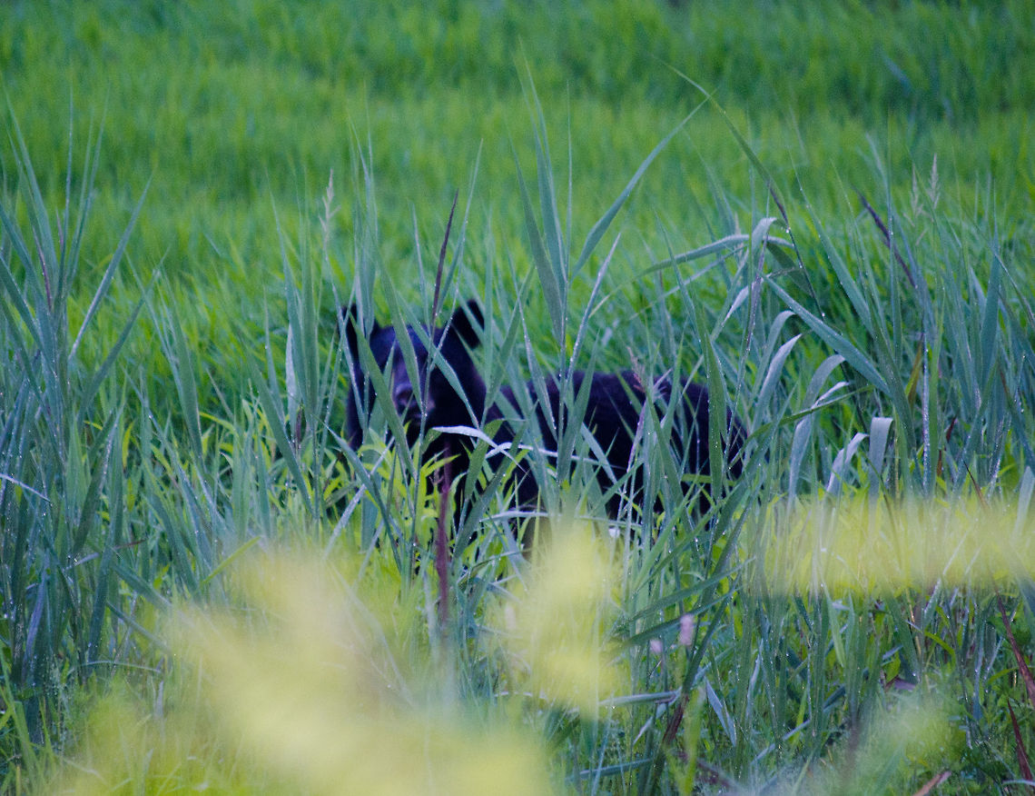 American Black Bear hiding in grass  American black bear,Ursus americanus
