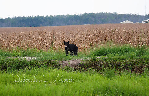 American Black Bear cub This little bear cub had just come out of the corn patch. American black bear,Ursus americanus