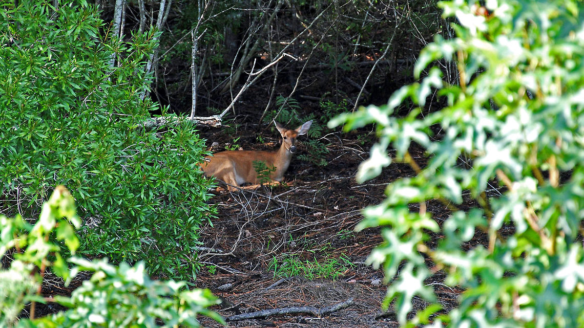 White-tailed deer resting This doe was enjoying a nice rest. Odocoileus virginianus,White-tailed Deer