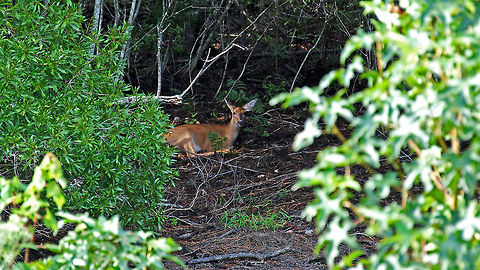 White-tailed deer resting This doe was enjoying a nice rest. Odocoileus virginianus,White-tailed Deer